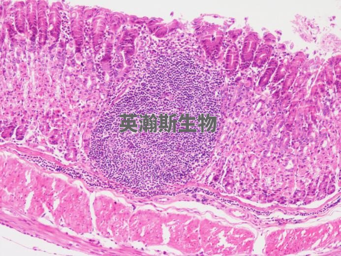 大鼠胃炎-模型组.jpg