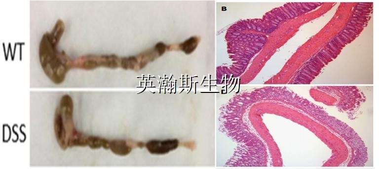 DSS诱导小鼠肠炎_wm.jpg