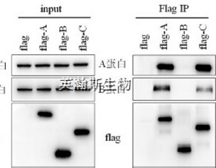 免疫共沉淀_wm.jpg