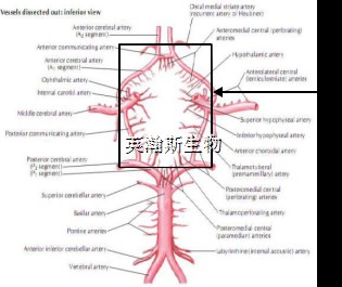 图片1_wm.jpg