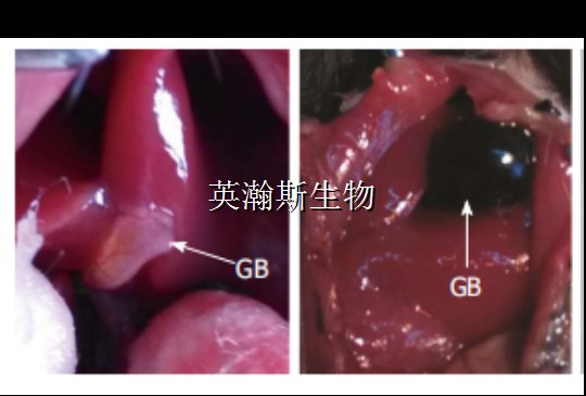 胆囊炎造模图片_wm.jpg